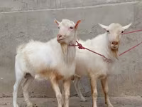 Koza, Saanen goat — fotografija 1