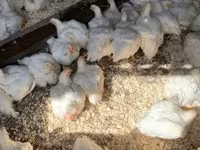 Chickens — Foto 3