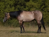 Koń, Quarter Horse — zdjęcie 1