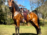 Pastuv, Tennessee Walking Horse — fotografija 1