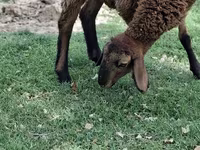 Ovelhas (lote, sexo não especificado), Ovelhas — foto 3