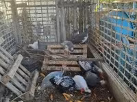 Guinea fowl — zdjęcie 1