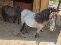 Yegua, Shetland Pony — foto 2