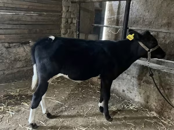 牛（ロット、性別未指定）, Russian Black pied cattle