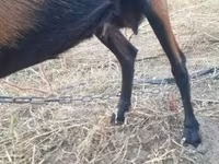 बकरी, Alpine goat — फ़ोटो 4