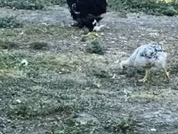 Chickens — الصورة 3