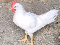 Leghorn — fotografija 2