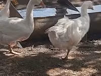 Geese — Foto 3