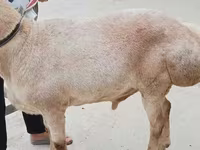 Қошқар, Aland sheep — 4-сурет
