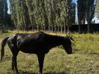 Pastuv, Russian warmblood — fotografija 5