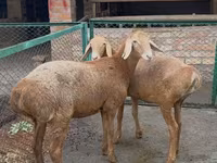Brebis, Arashan sheep — photo 2