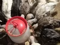 Turkeys — photo 1