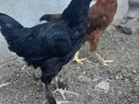 Chickens — foto 4