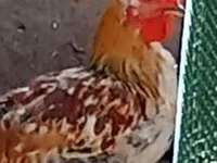 Chickens — Foto 2