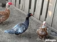 Ducks — الصورة 8