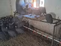 Guinea fowl — Foto 2
