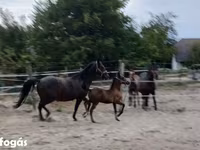 Mare, Lipizzaner — photo 6