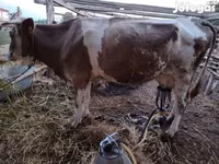 牛只（批次，未指定性别）, Cattle — 照片 7