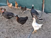 Turkeys — Foto 2