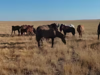 Pastuv, Mugalzhar horse — fotografija 8