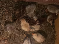 Chickens — fotografija 5