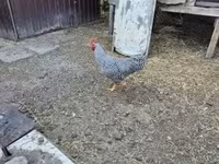 Chickens — fotografija 2