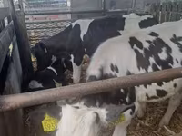 Bulle, Russian Black pied cattle — Foto 1