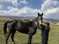 Pastuv, Horse breed — fotografija 1