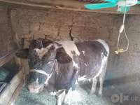 Buqa, Russian Black pied cattle — 5-rasm
