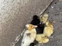 Ducks — Foto 1