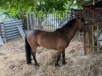 Cheval, Chevaux — photo 8