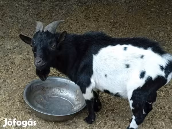 बकरा, Nigerian dwarf goats