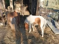 母马, Horses — 照片 2