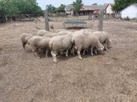 Sheep, Sheep — photo 3