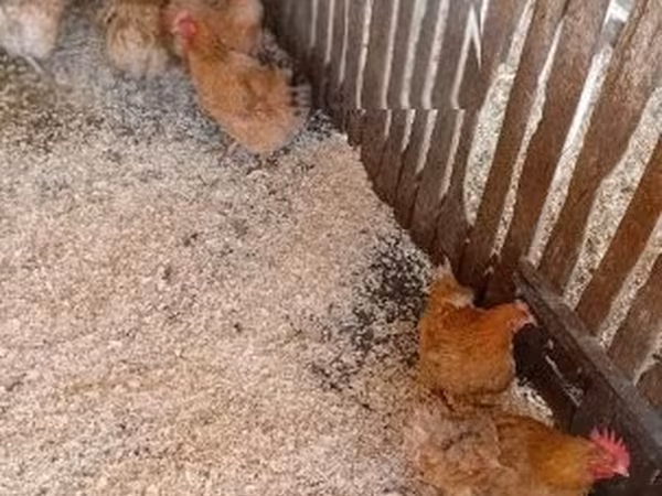 Danish hen — Vengriya