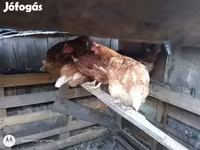 Chickens — Foto 1