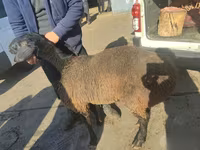 Ram, Sheep — photo 6