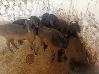Qoyunlar (partiya, cinsi göstərilməyib), Qoyunlar — foto 5