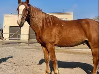 Horse (M), Kustanai horse — photo 1