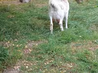 Chèvre, Chèvres — photo 4