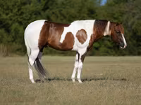 Koń, American paint horse — zdjęcie 1