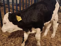 ثور, Simmental cattle — الصورة 2