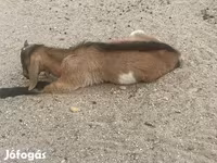 बकरा, बकरियाँ — फ़ोटो 8