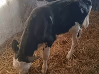 ثور, Simmental cattle — الصورة 4