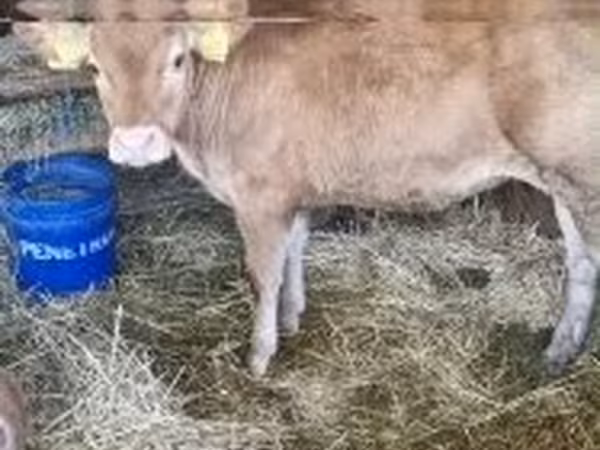 雌牛, リムジン牛 — ハンガリー