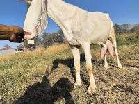 Taka, Gulabi goats — 6-rasm