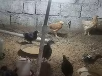Australorp — photo 1
