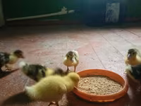 Ducks — foto 4