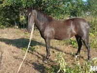 母马, Nonius horse — 照片 3