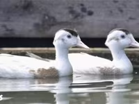 Ducks — fotografija 2